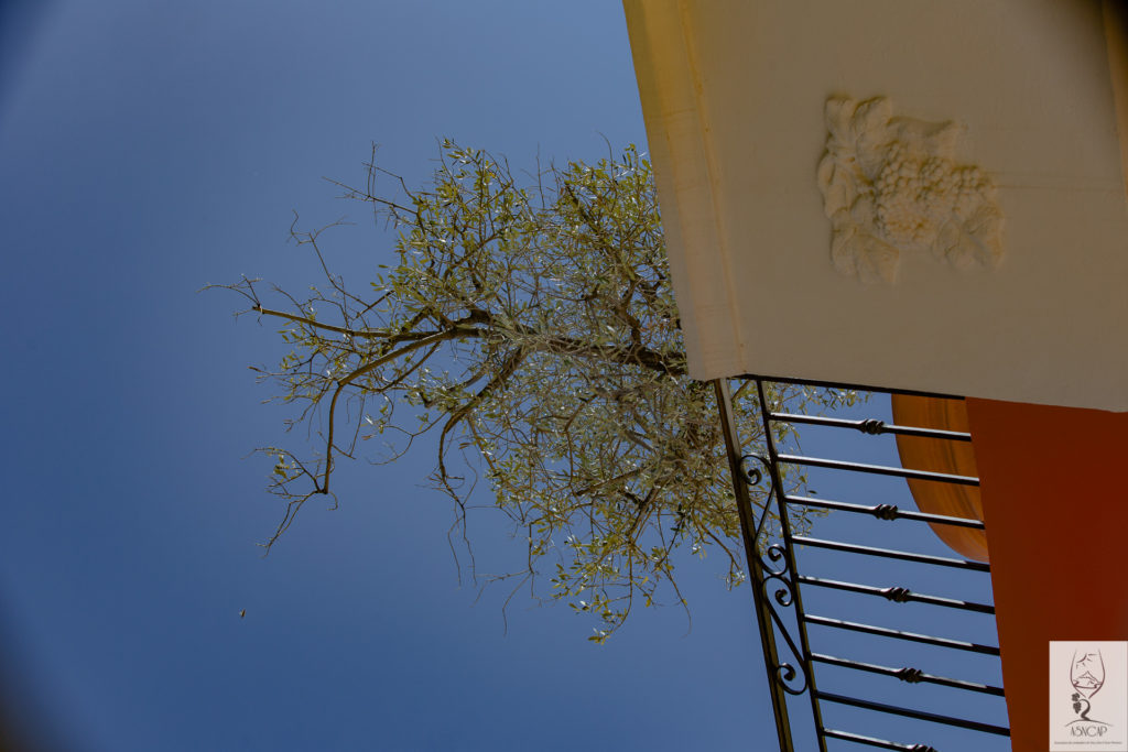 ASNCAP Sommeliers de Nice Côte d'Azur Provence