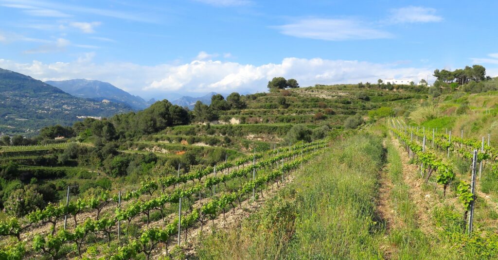 Vignoble de Bellet