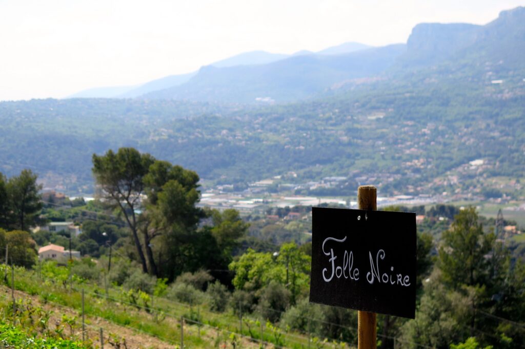 Vignoble de Bellet Folle Noire