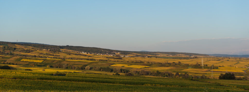 Vignobles du Rheingau vus depuis Johannisberg